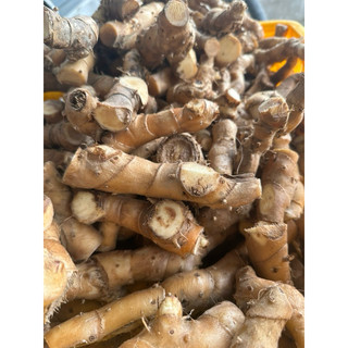 củ cát lồi rừng (1ký)