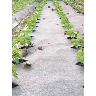 Bạt phủ cỏ (2mx 20 mét) bạt phủ gốc cây cỡ lớn