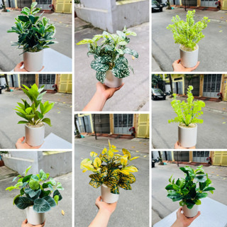 Chậu cây mini để bàn cao 30cm - cây giả trang trí