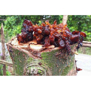 Mủ gòn thịt loại 1 100g