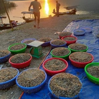 500gr Cá Bống Sông Đà(Hỏa Tốc TP HCM)