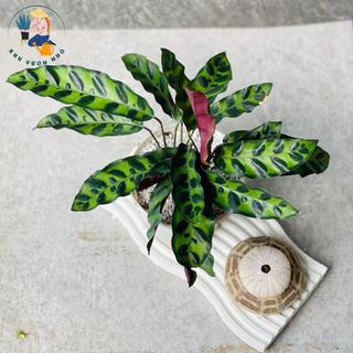Cây đuôi phụng - Cây cảnh mini để bàn, trang trí nhà cửa, sân vườn