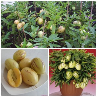 Hạt giống dưa hấu nam phi pepino f1- gói 5 hạt