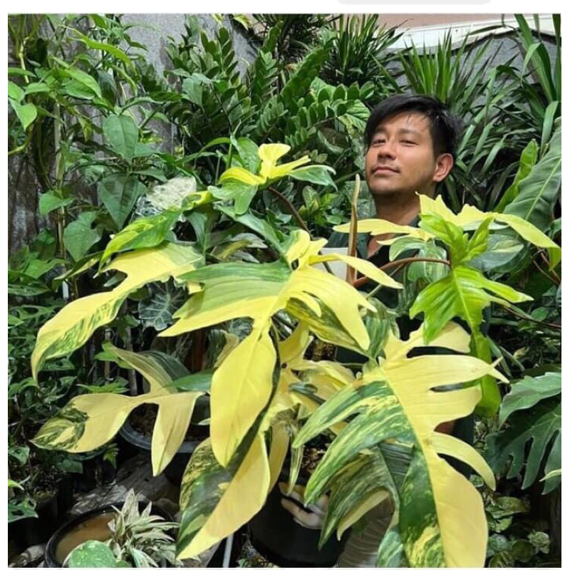 cây én var ánh vàng Philodendron Florida Beauty Variegata chậu nhiều lá