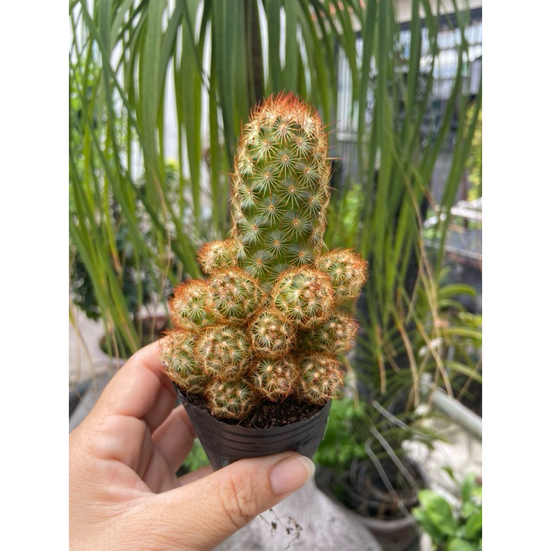Xương rồng thạch trụ thiên