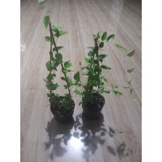 Chậu sâm trơn lớn ảnh thật tại vườn cây cao 40cm nhiều cành