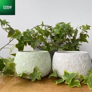 Chậu sứ men bọt biển Atlantis, chậu men sôi, chậu trồng cây sứ Bát Tràng | Living Decor