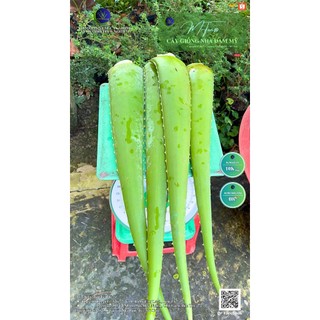 Bẹ nha đam giống Mỹ, hàng lựa mỗi bẹ từ 550-600grm trở lên.