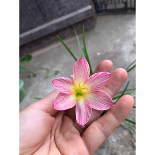5Củ Huệ mưa N03