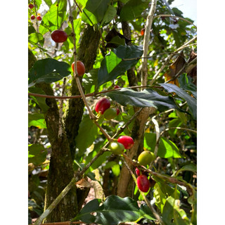 Cà Phê Typica blend