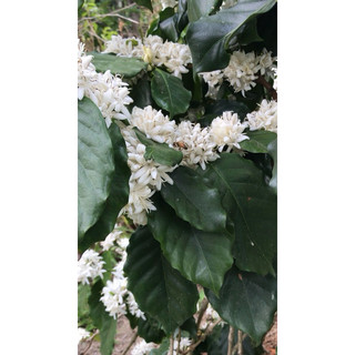 Cà Phê Typica blend