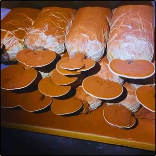 Phôi nấm Linh chi đỏ - (Combo 10 bịch)