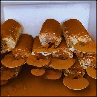 Phôi nấm Linh chi đỏ - (Combo 10 bịch)