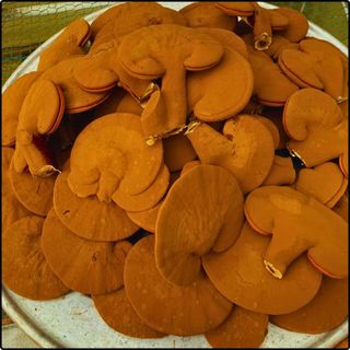 Phôi nấm Linh chi đỏ - (Combo 06 bịch)