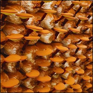 Phôi nấm Linh chi đỏ - (Combo 06 bịch)