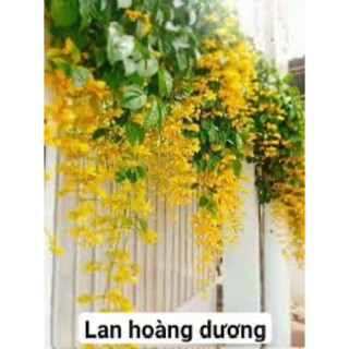 Cây lan hoàng dương (ảnh 3) cây leo giàn, leo nhanh, ưa nắng, hoa đẹp