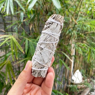 Xô Thơm Trắng - White Sage (Bó 10-12 cm / 14-17 cm) (Mystic House Tarot Shop) - Sản Phẩm Authentic Chính Hãng 100%