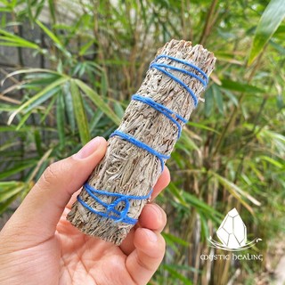 Xô Thơm Xanh - Blue Sage (Bó 10-12 cm) (Mystic House Tarot Shop)