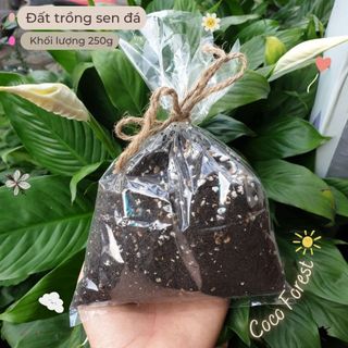 Đất trồng Sen Đá Xương Rồng Cây Cảnh Giá Rẻ 250g Coco Forest - Đ02