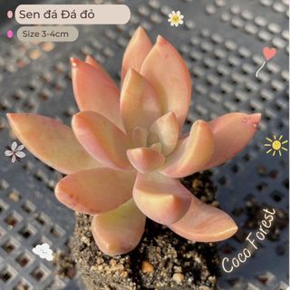 🔥 SALE + FREE SHIP 🔥 Sen đá đá đỏ size vỉ mini