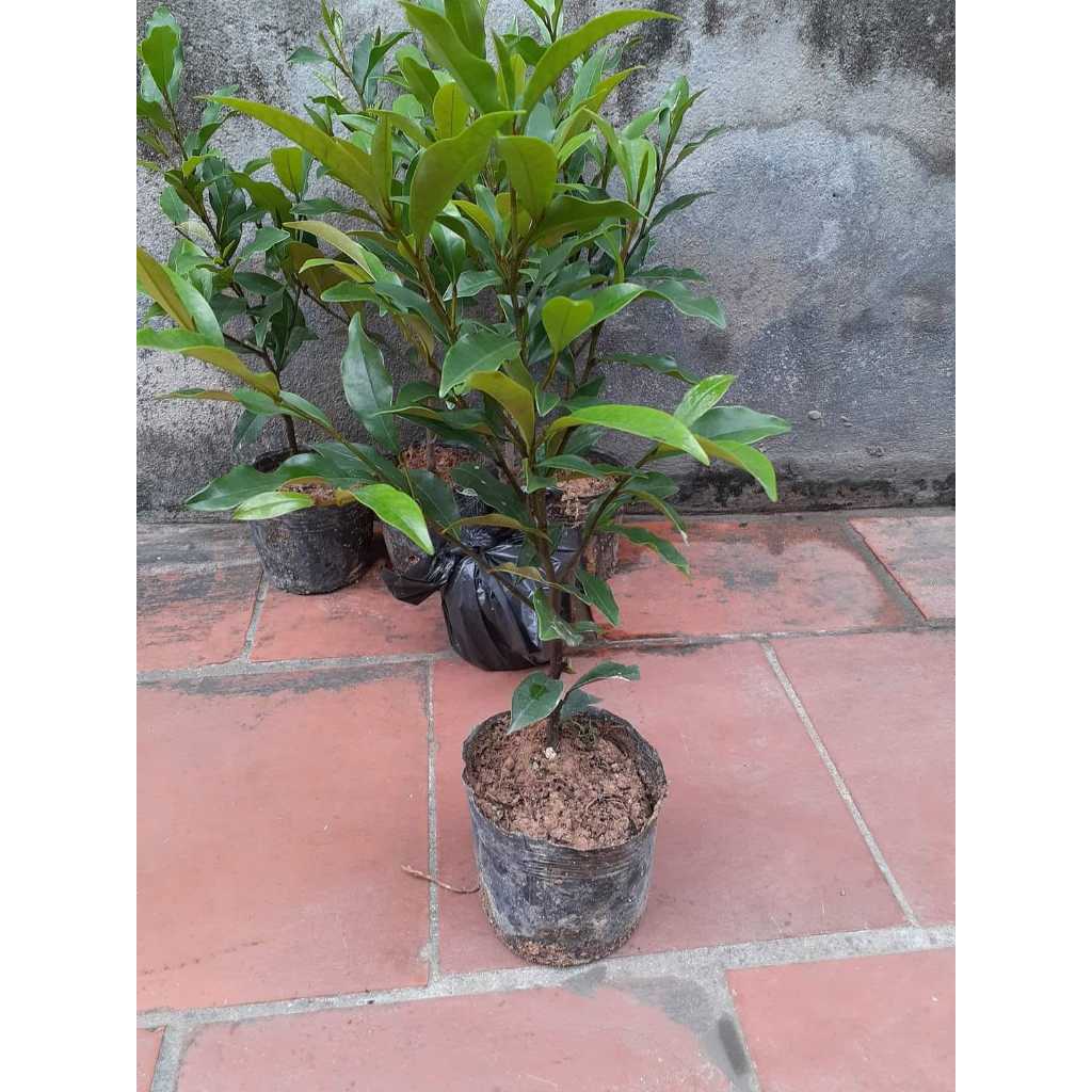GIỐNG CÂY LAN TIÊU BẦU BÁT ( ẢNH THẬT )