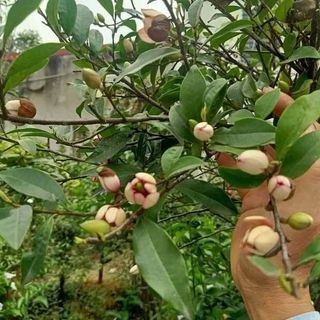 GIỐNG CÂY LAN TIÊU BẦU BÁT ( ẢNH THẬT )