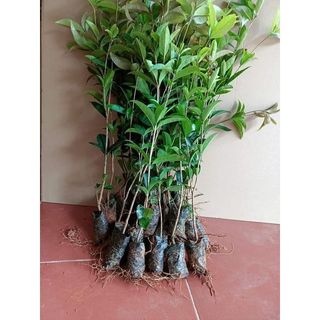 Giống mộc hương ta hoa vàng cây cao 30-40cm hoa thơm