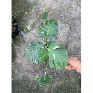 Monstera thaicons gen lốm đốm như những vì sao