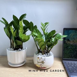 Cây kim tiền, kim phát tài may mắn tài lộc, dễ chăm sóc