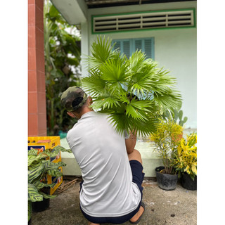 Cọ pháp chậu 1 gốc 2 ngọn luôn khá xinh