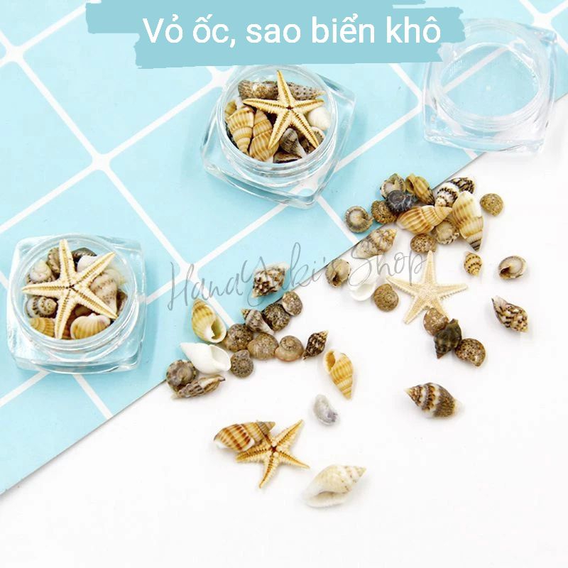 Vỏ ốc mini dùng trong trang trí, thủ công, decor..v...v..