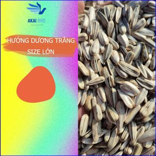 Hướng dương hạt to dành cho vẹt, hamster, sóc, chim...
