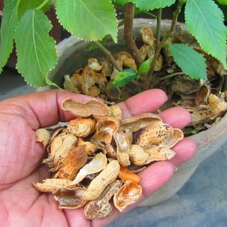 Giá Thể Vỏ Đậu Phộng Trồng Rau, Hoa Kiểng ( 5dm3 ~ 300g)
