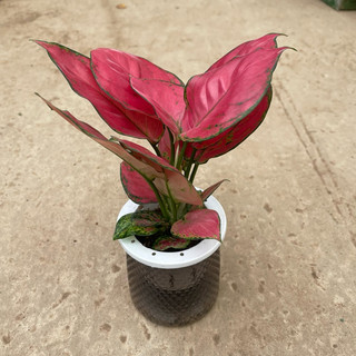 Cây vạn lộc lá đỏ trồng sẵn chậu thuỷ sinh,phong thuỷ tài lộc mang lại may mắn cho gia chủ