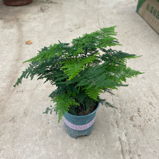 Cây thuỷ tùng để bàn làm việc,cây phong thuỷ mang lại may mắn cho gia chủ