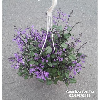 Cây hoa mona lavender đang hoa.