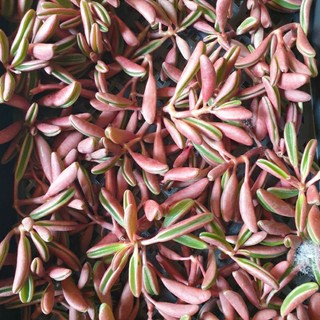Ngọn sen đá đậu đỏ đỗ đỏ vỏ đỗ không có rễ