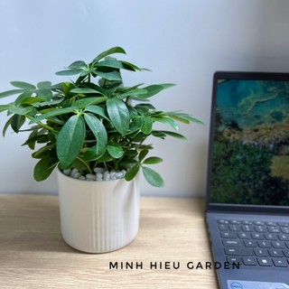 Cây ngũ gia bì trang trí nội thất, bàn học, bàn làm việc dễ chăm sóc