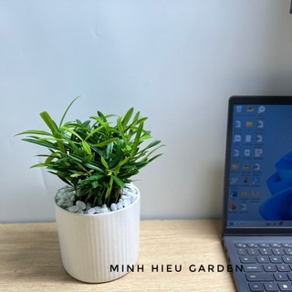 Cây vạn niên tùng, tùng lan hán để bàn dễ chăm sóc, thanh lọc không khí