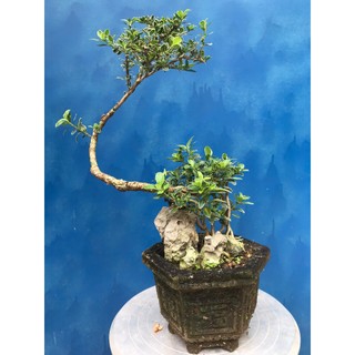 Bạch tuyết mai bonsai để bàn