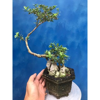 Bạch tuyết mai bonsai để bàn