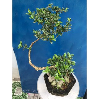 Bạch tuyết mai bonsai để bàn