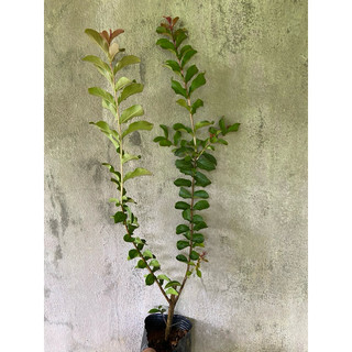 Giống tường vy Hồng ( mua 5 tặng 1)