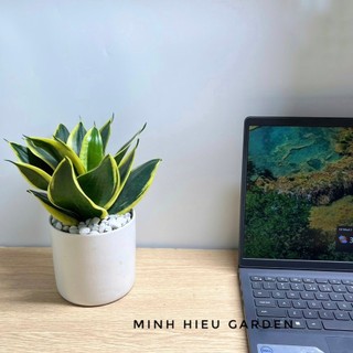 Cây lưỡi hổ thái chậu sứ trụ để bàn dễ chăm sóc