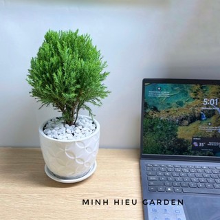 Cây tùng bồng lai chậu sứ trang trí