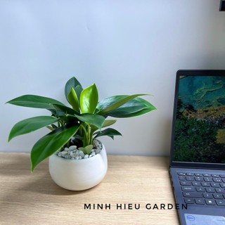 Cây đế vương xanh, cây phong thủy để bàn dễ chăm sóc