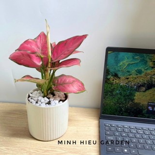 Cây vạn lộc đỏ chậu sứ trang trí nội thất