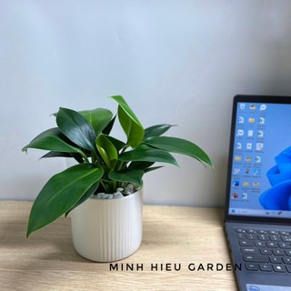 Cây trầu bà đế vương xanh chậu sứ đk 11cm trang trí nội thất