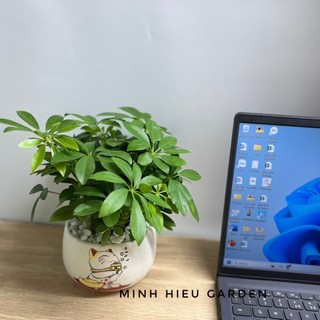 Câu ngũ gia bì chậu sứ in hình trang trí nội thất