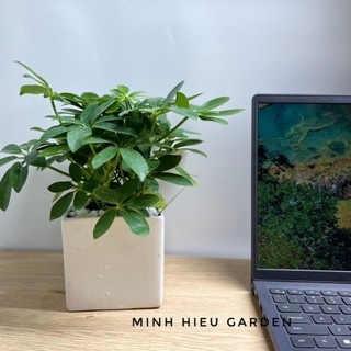Cây ngũ gia bì chậu sứ vuông trang trí nội thất